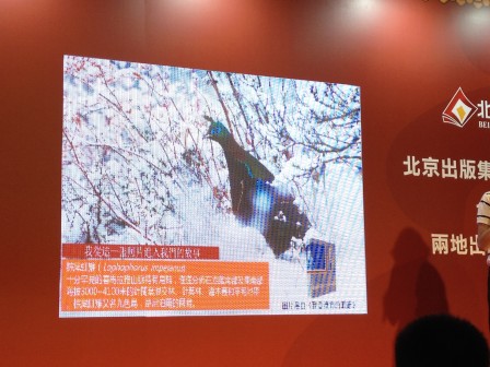 雪雉