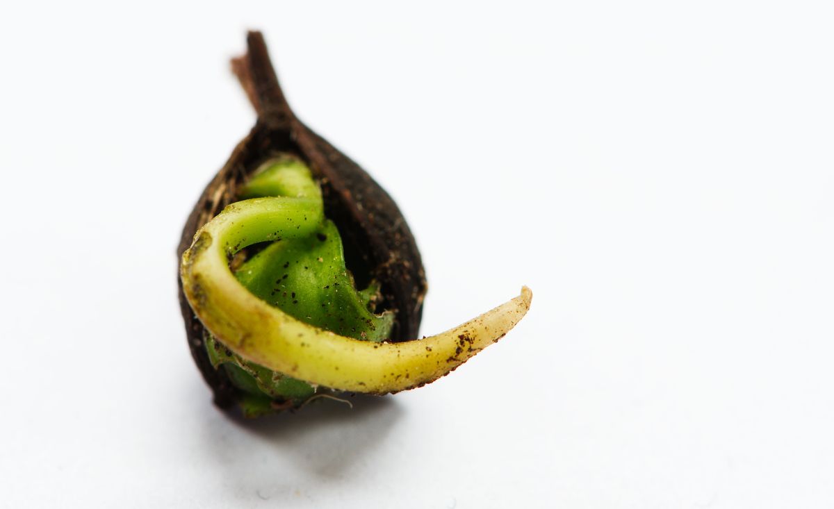 【瞿欣怡的小貓之流】我們曾經那樣愛過,像株向光生長的植物