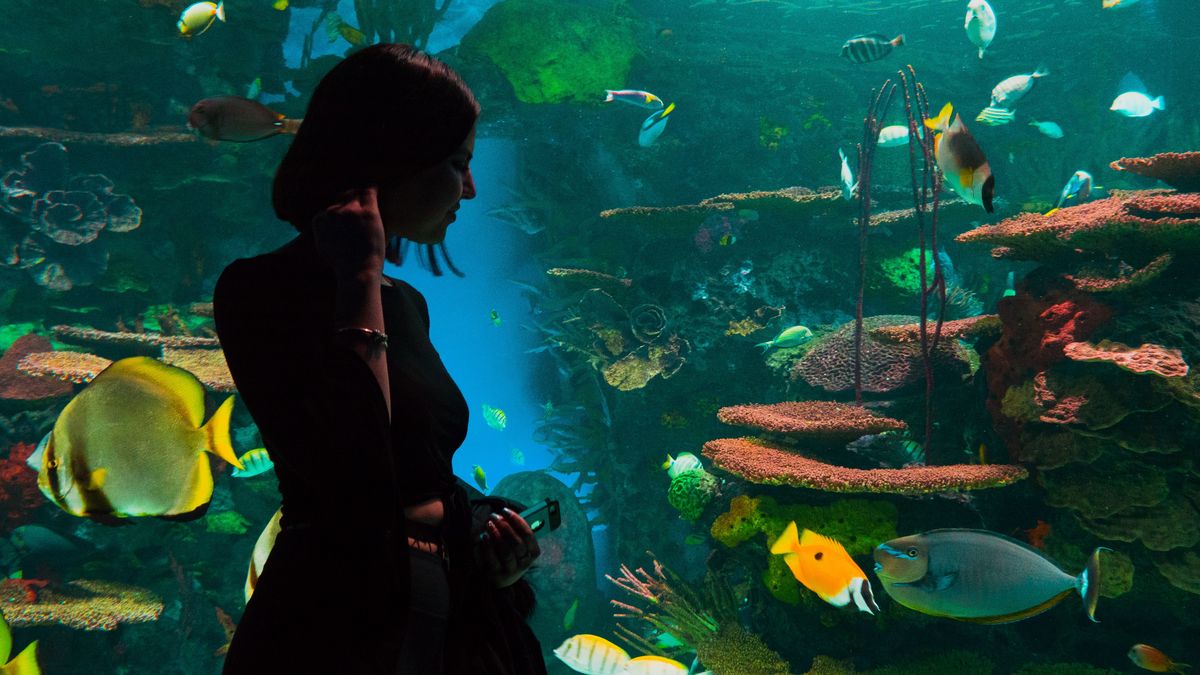 【閱讀夏LaLa】迷惘嗎?痛苦嗎?快來這家水族館咖啡店!