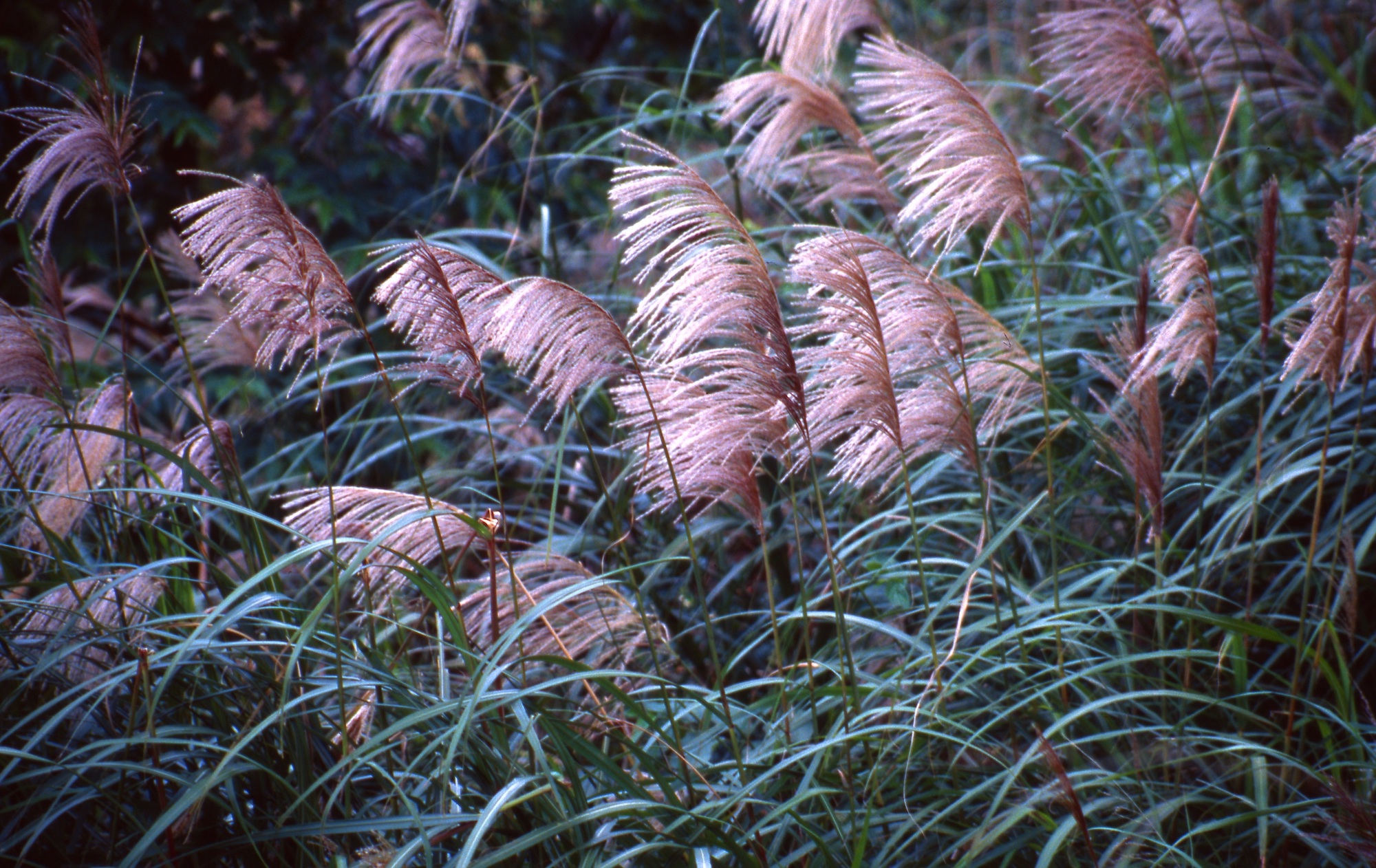 山上一片白茫茫,其實是芒草的果實。Photo Credit:潘富俊提供