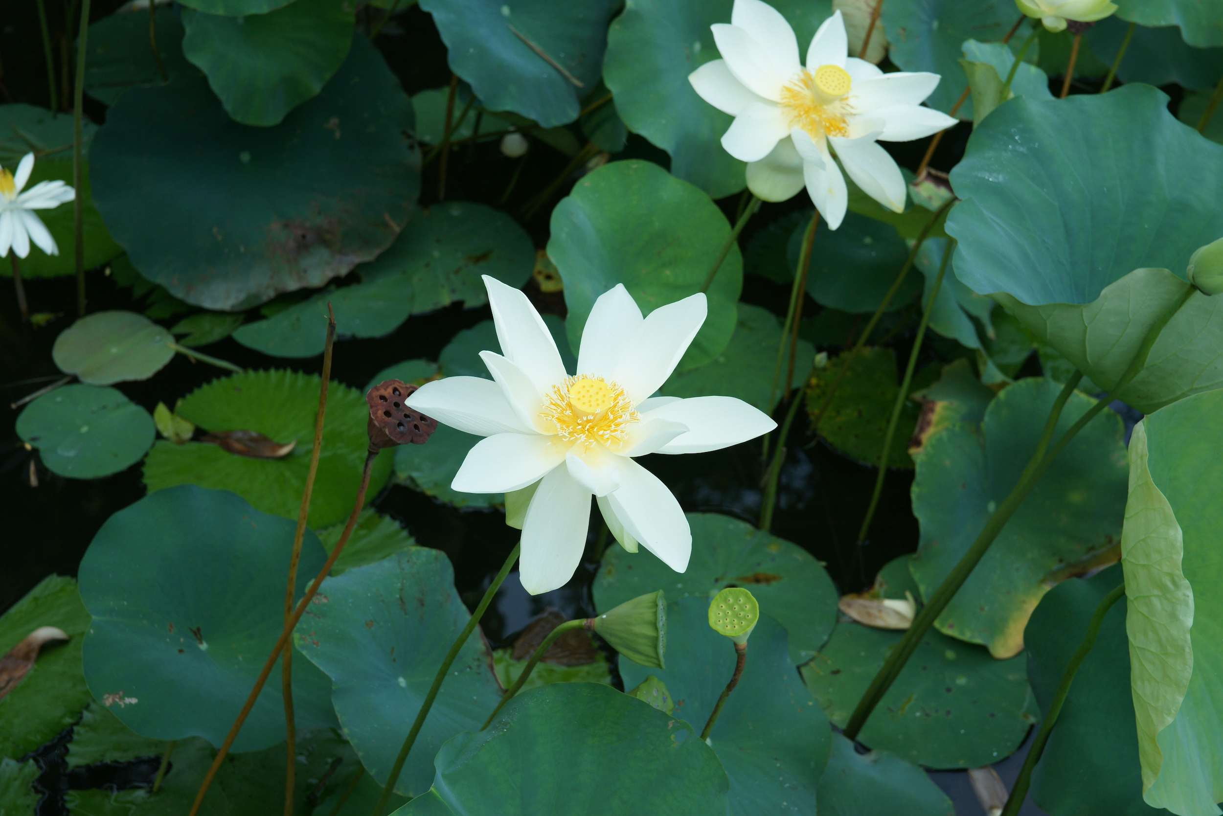 白荷花,《紅樓夢》中薛寶釵服用之冷香丸材料之一。Photo Credit:潘富俊提供