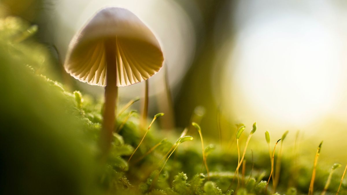 【讀者舉手】最精細而普遍的存在,透過微觀視野洞察生命真理:《真菌微宇宙》