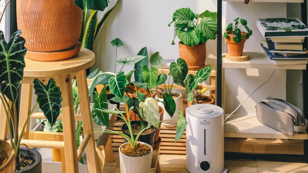【閱讀夏LaLa】為什麼植物可以撫慰人心?