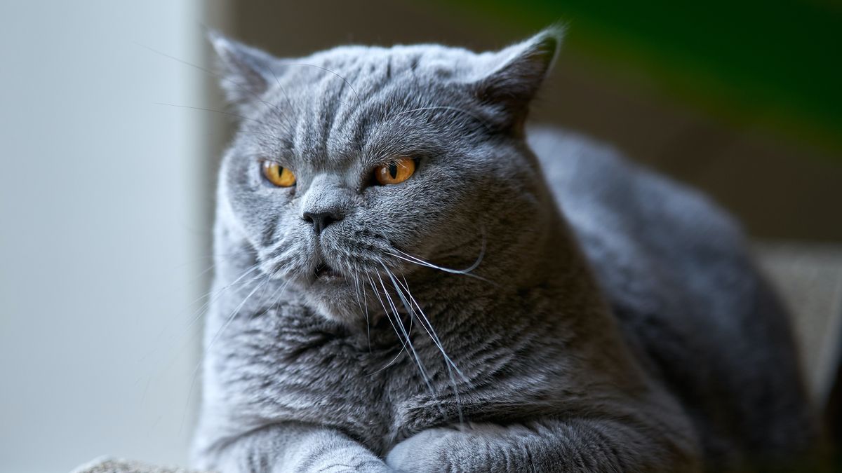 【讀者舉手】羞於啟齒的超能力、「貓獄會」獵人,還有尼采:《佩珀爾的幻象》