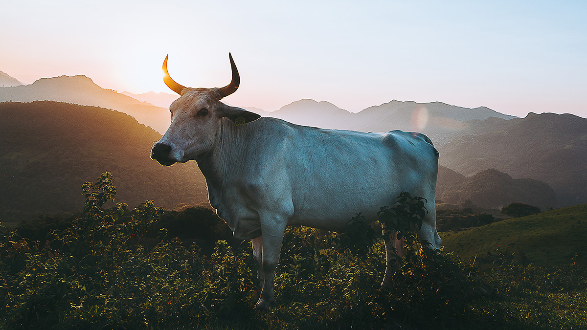 有人養牛是為了耕地、賣肉、擠奶,我家的牛是為了杵那兒好看