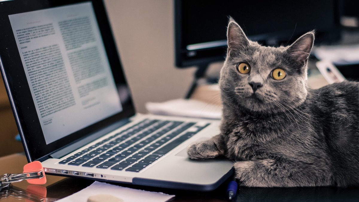 有貓就給讚!那這間貓咪事務所肯定有五星好評?