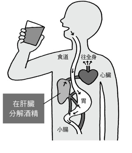 酒精的吸收與分解