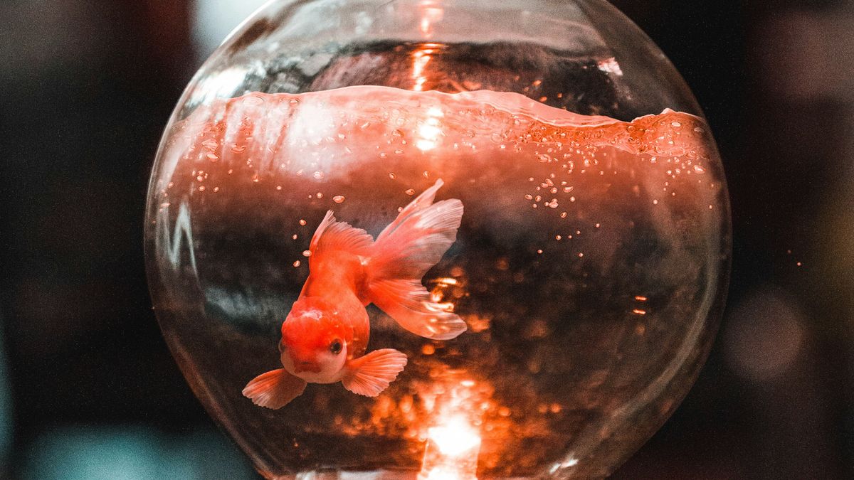 【GENE思書軒】金魚只有三秒記憶力？不，其實，魚，什麼都知道⋯⋯