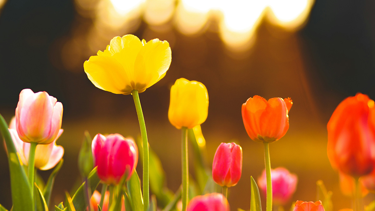 荷蘭共和國的鬱金香狂熱- Readmoo閱讀最前線