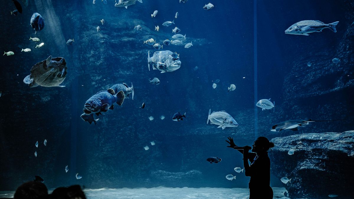 【讀者舉手】在苦痛之中全力泅泳──讀《泅泳夜空的巧克力飛船魚》