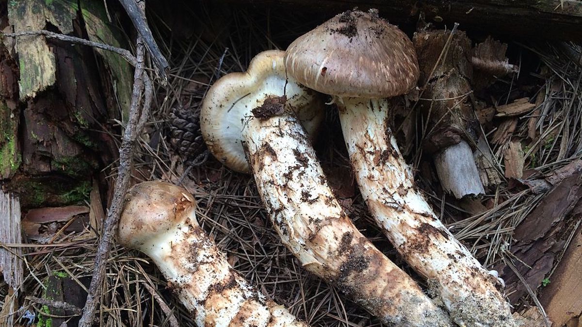 據說原子彈摧毀廣島後，在一片殘破中最先出現的生物是「松茸」