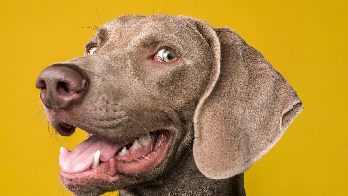 【犢叔扭扭】先享後付,也別忘了轉換你的愛犢幣和G犢幣!
