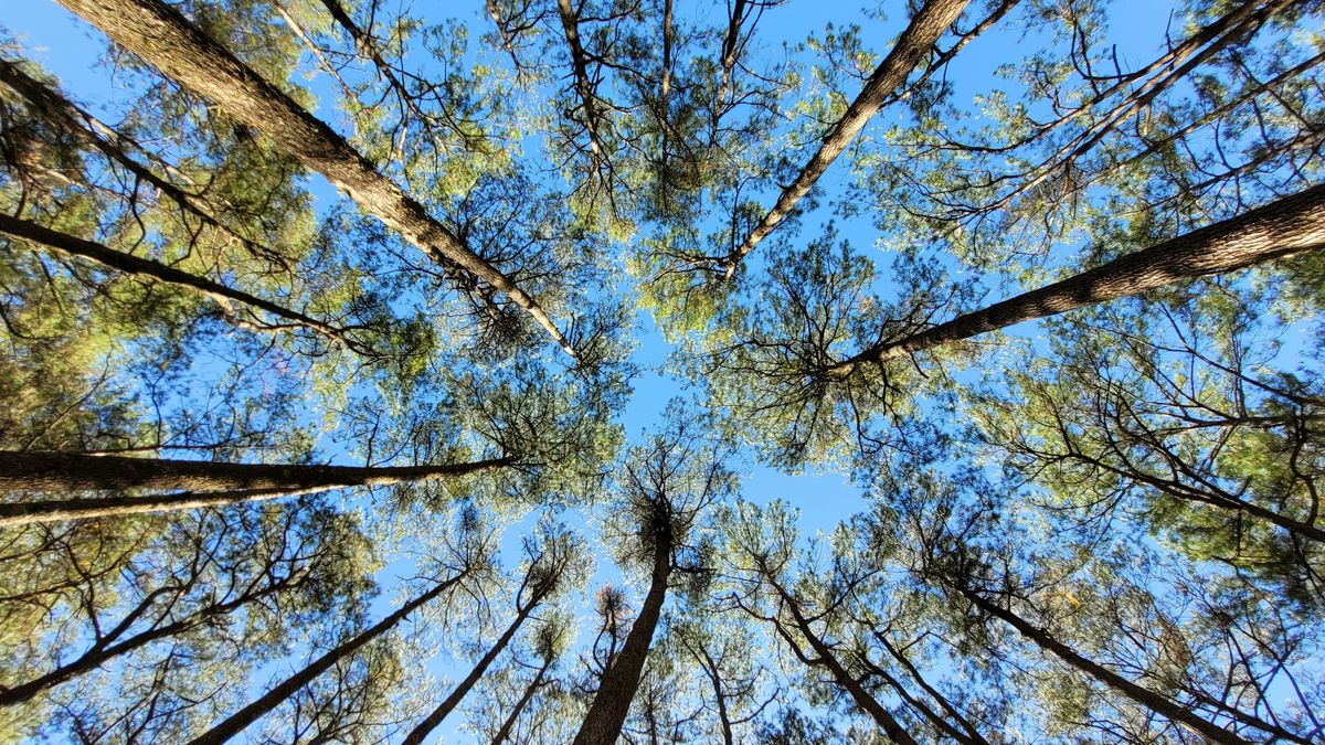 【讀者舉手】那花那葉皆穿越漫長時空而來:讀《橫斷臺灣》
