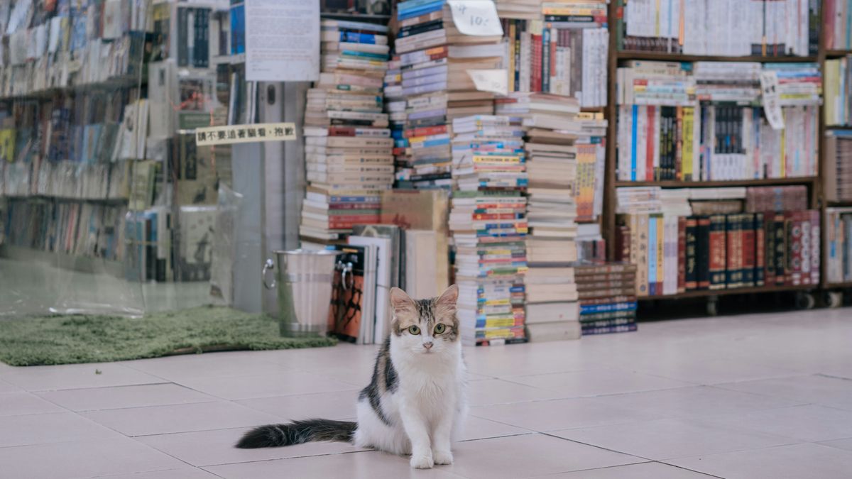 【讀者舉手】您是何種嗜讀者？──《守護書的貓》