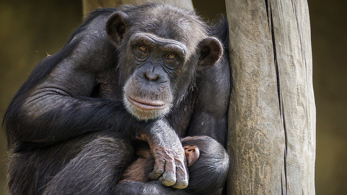 「兩條命要救哪一條?是人的命,還是禽獸的命?」