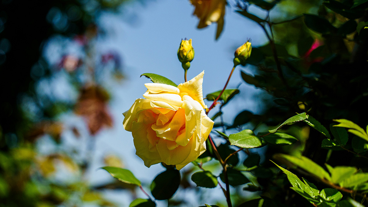 薔薇花──埃及豔后的保養祕方