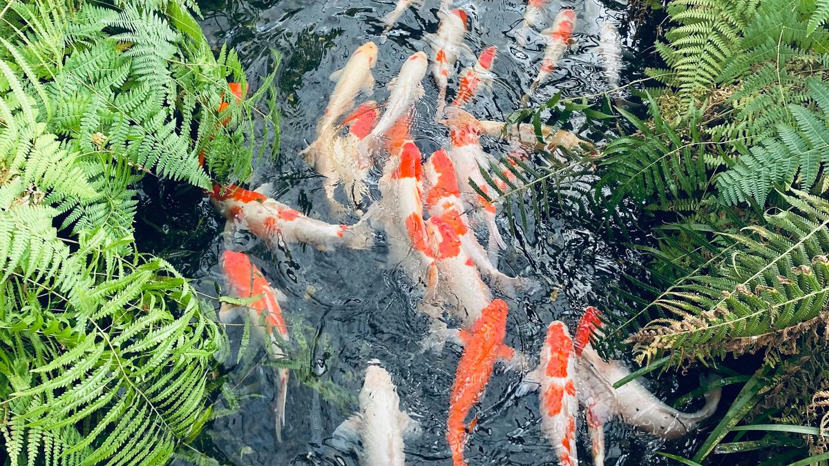 【讀者舉手】變幻無常的塵世種種，最終仍是虛無：《林園水塘部》