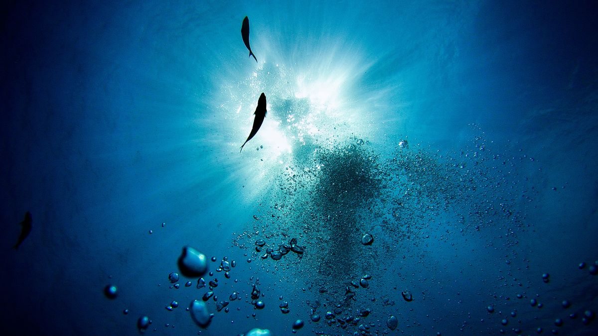 【讀者舉手】在限制中找自由:《泅泳夜空的巧克力飛船魚》讀後感