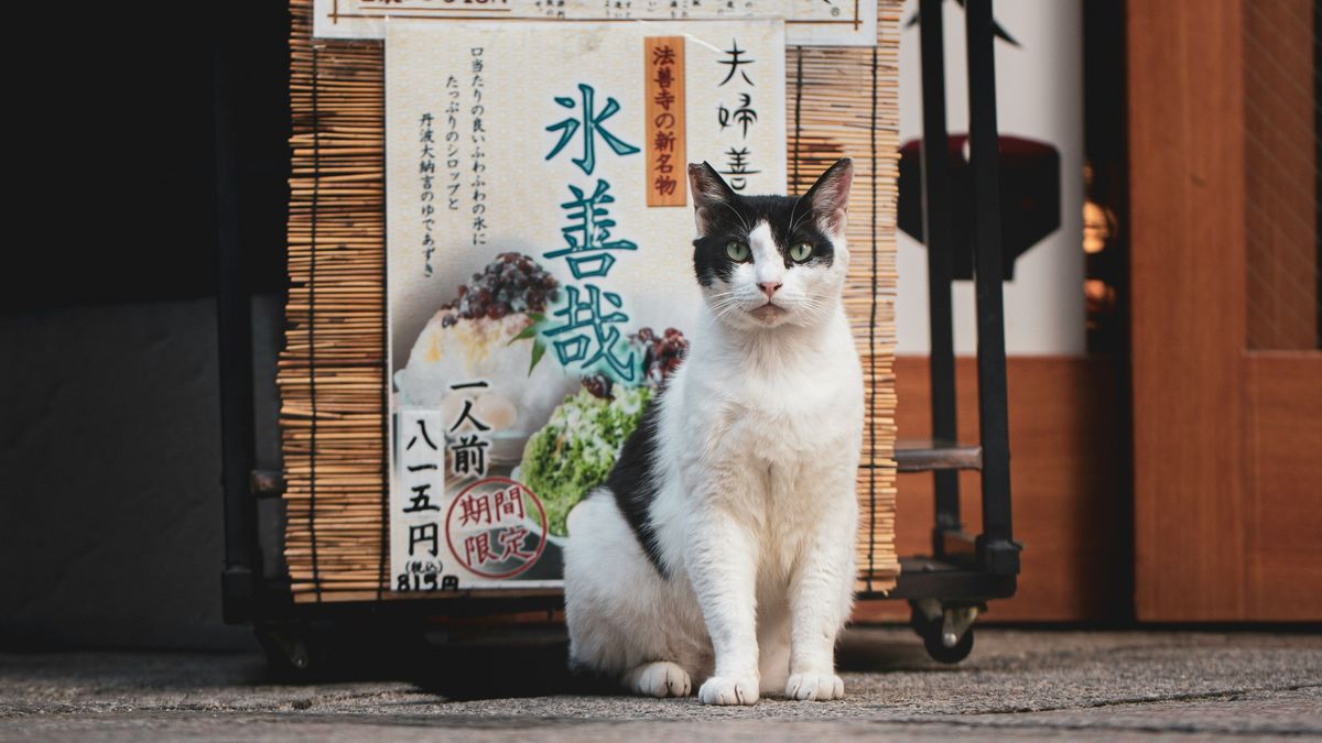 【Check-In文學現場】夏目漱石篇之一《道草》(上)