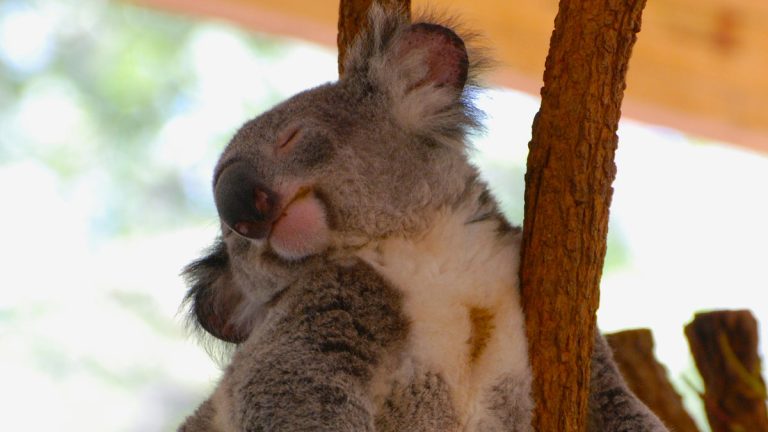 【一週E書】你的睡眠焦慮可能其實完全沒有問題！《跟原始人學的最高睡眠法》