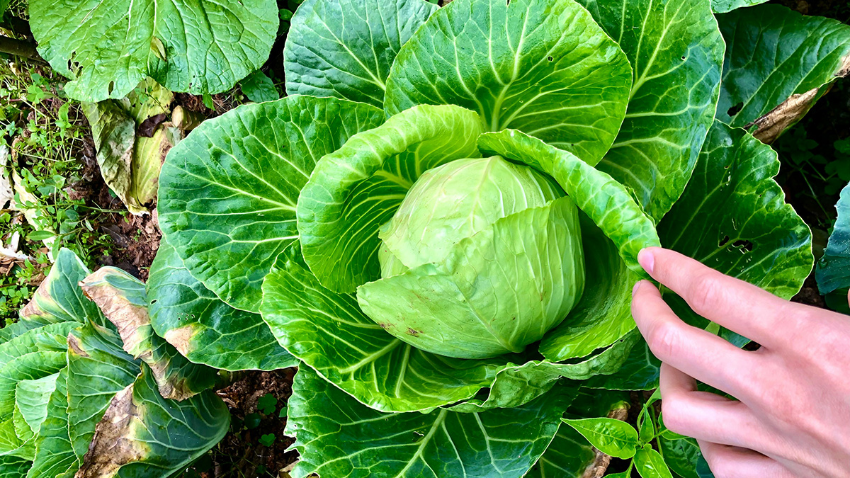 披著韓國皮的荷蘭菜:你不知道的高麗菜史