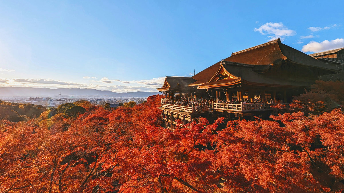 【Check-In文學現場】川端康成篇之四《古都》:願,擁有一顆與北山杉一樣的心