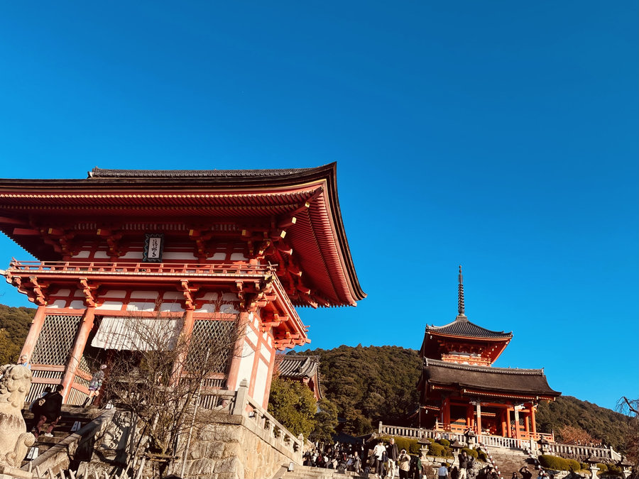 【Check-In文學現場】川端康成篇之四《古都》:願,擁有一顆與北山杉一樣的心
