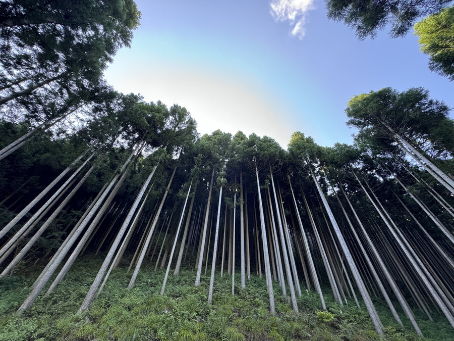 【Check-In文學現場】川端康成篇之四《古都》:願,擁有一顆與北山杉一樣的心