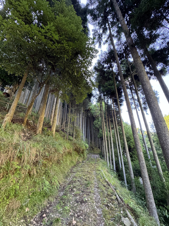【Check-In文學現場】川端康成篇之四《古都》:願,擁有一顆與北山杉一樣的心