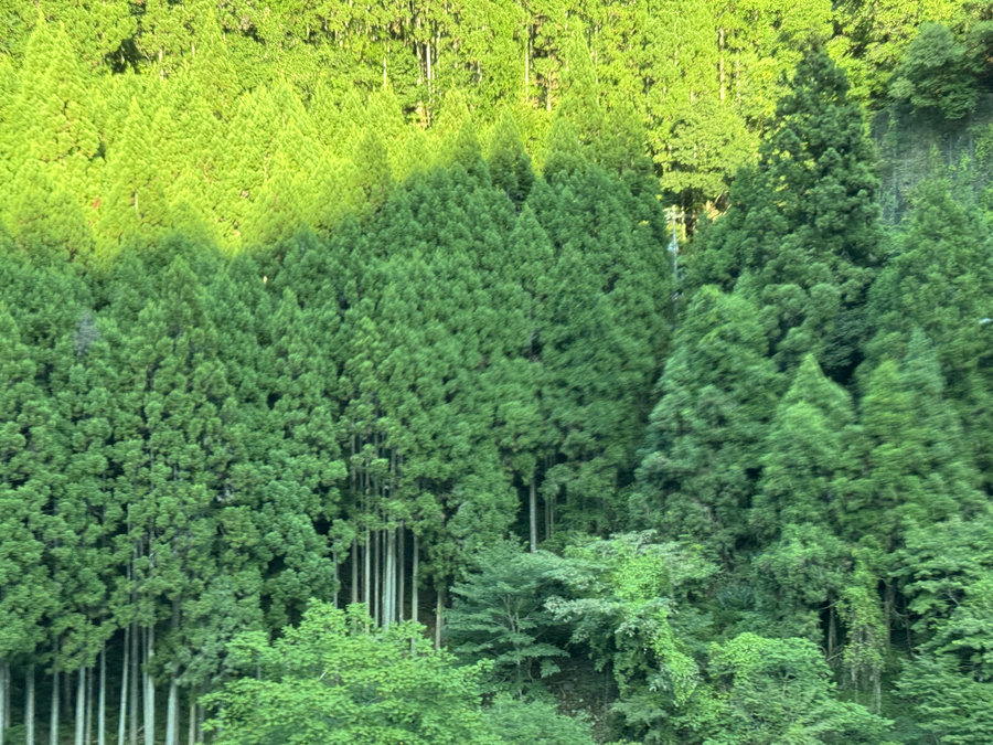 【Check-In文學現場】川端康成篇之四《古都》:願,擁有一顆與北山杉一樣的心