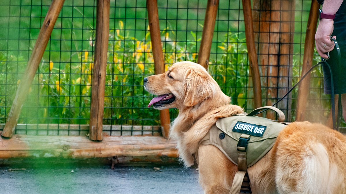 不好意思,我的導盲犬今天忘了帶GPS出門